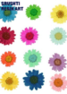 12 in one dry daisy flower