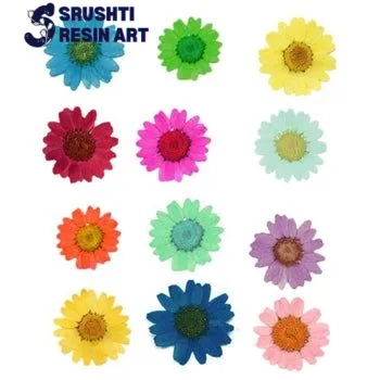 12 in one dry daisy flower