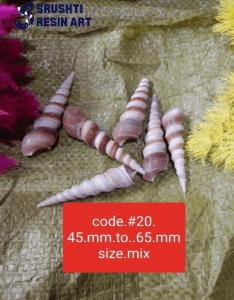 Cone shaped sea shells big