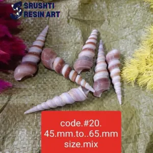Cone shaped sea shells big