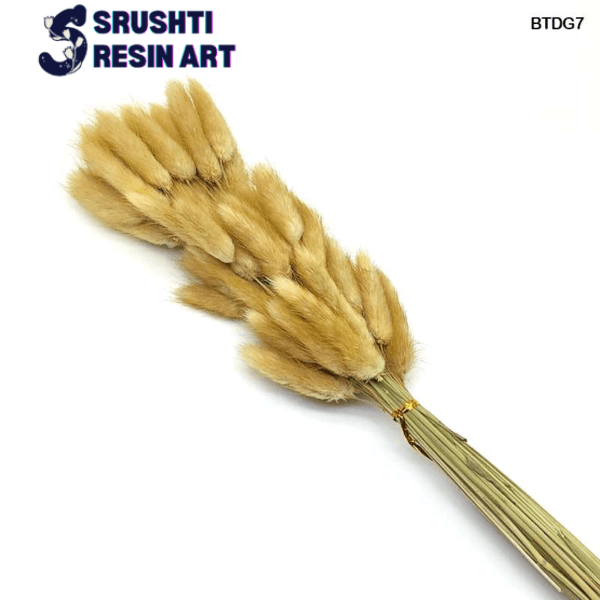 Bunny tail dried grass