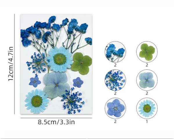 Blue Colour Pressed Flower Set Fl173