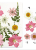 Pink Colour Pressed Flowers Fl001