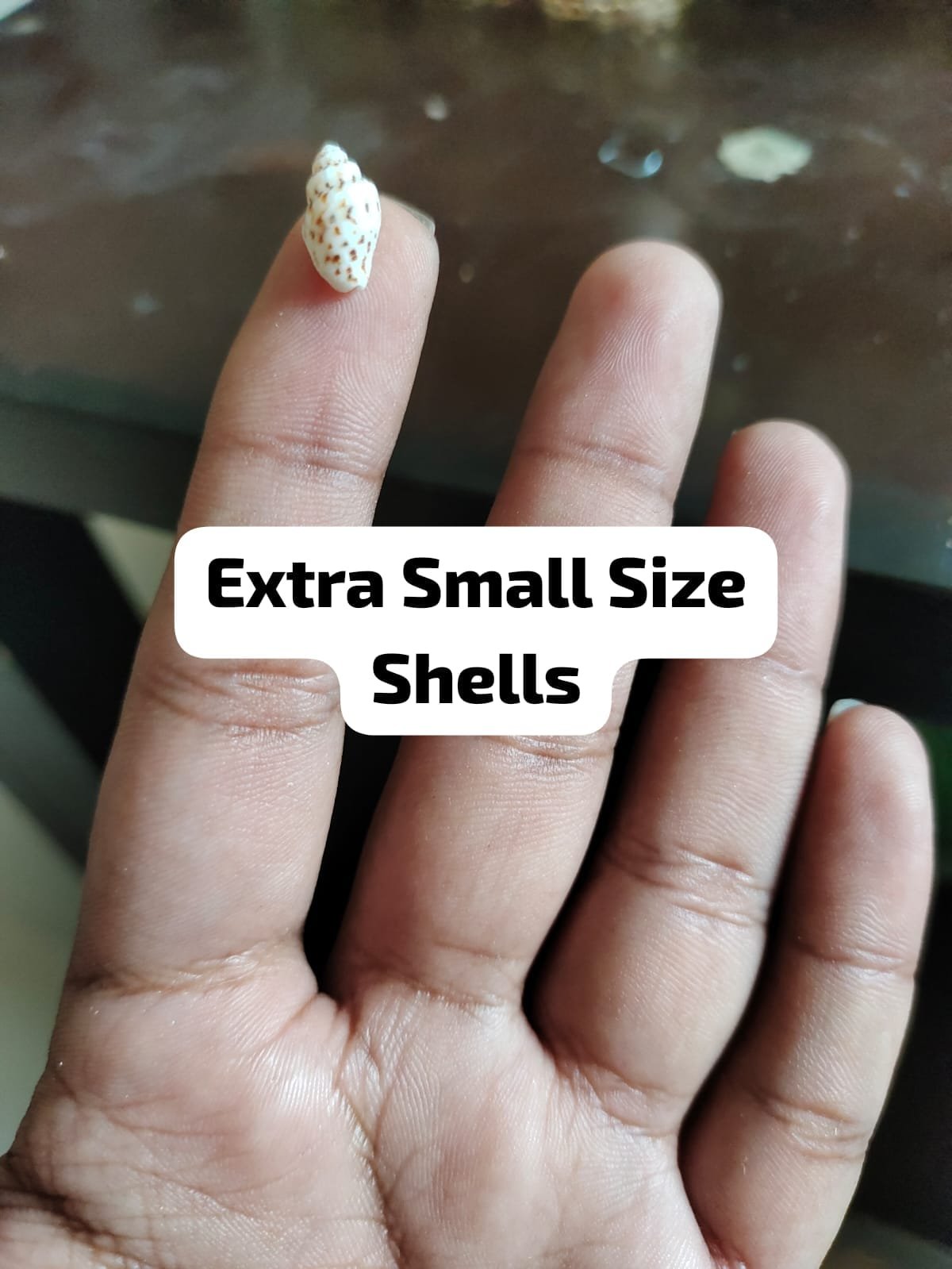 Extra small sea shells for resin art 5mm Extra small sea shells for resin art 5mm
