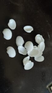 Small Pearl Capped Shells 7mm shells
