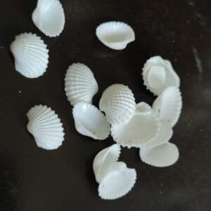 Small Pearl Capped Shells (Size 7mm to 12mm) 25 Grams