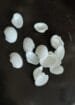 Small Pearl Capped Shells 7mm shells