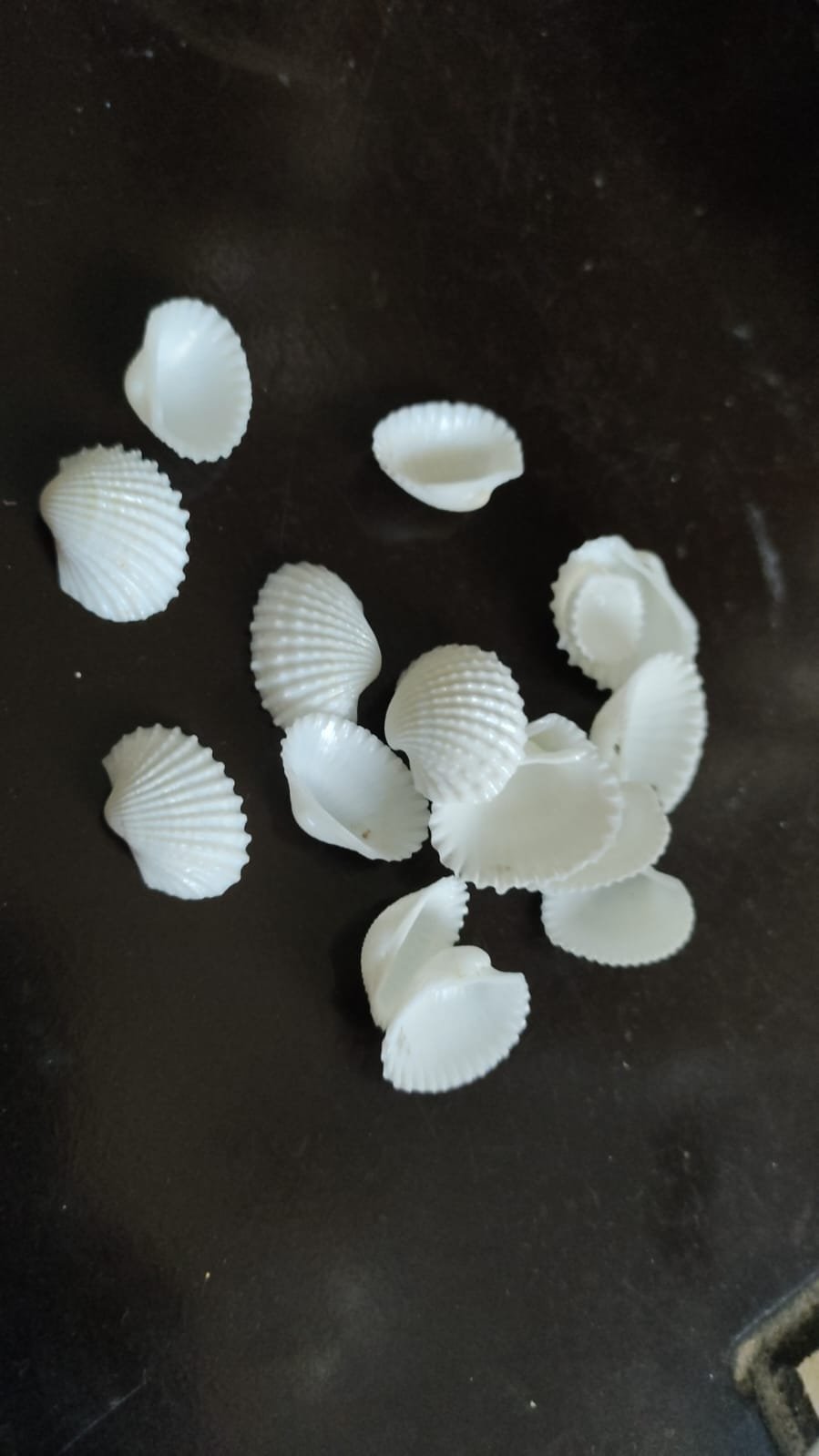 Small Pearl Capped Shells 7mm shells Small Pearl Capped Shells 7mm shells