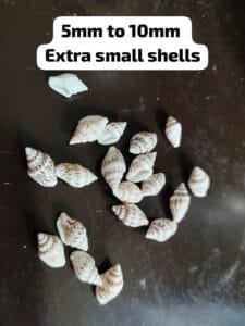 Extra small sea shells for resin art 5mm