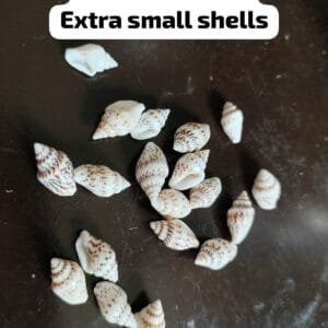 Extra Small Sea Shells (Size: 5 MM – 10 MM) 25 Grams