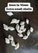 Extra small sea shells for resin art 5mm